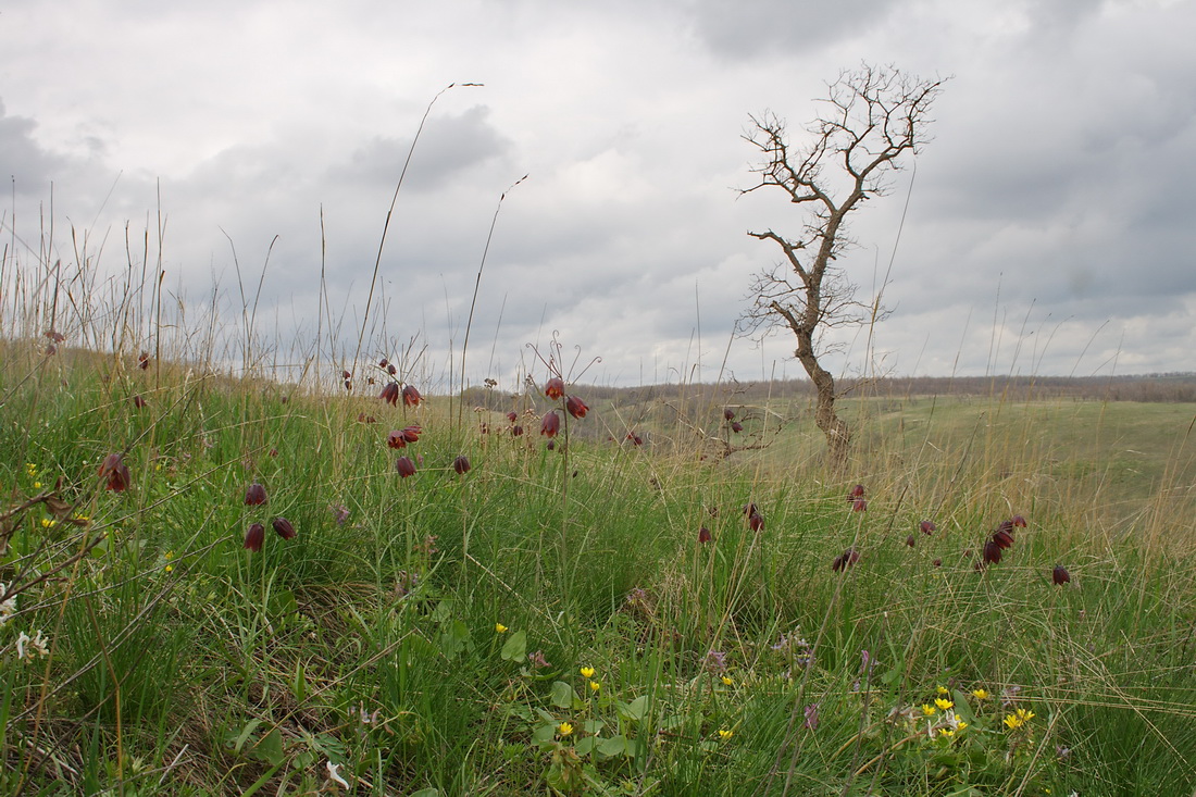 Image of Fritillaria ruthenica specimen.