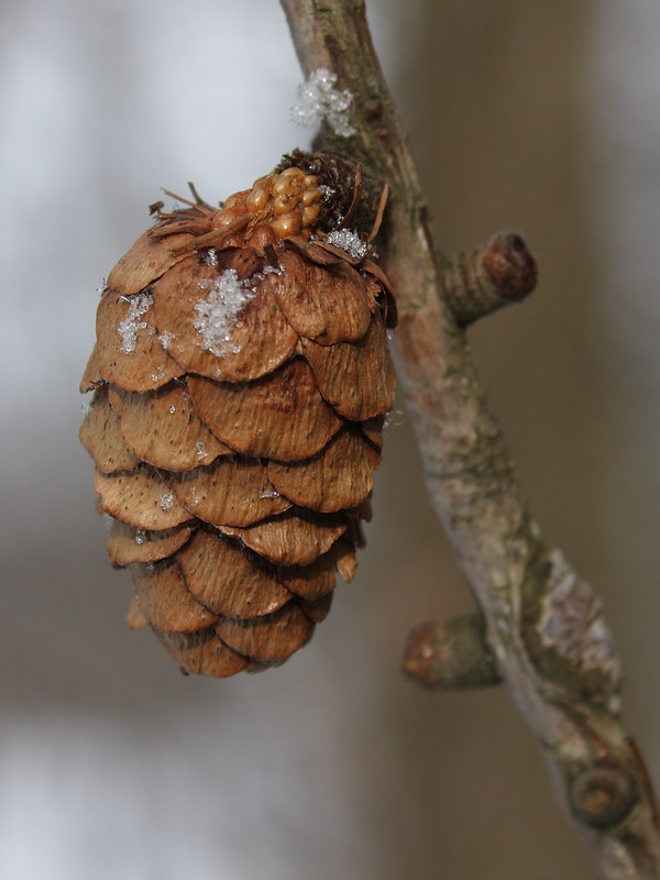 Изображение особи Larix sibirica.