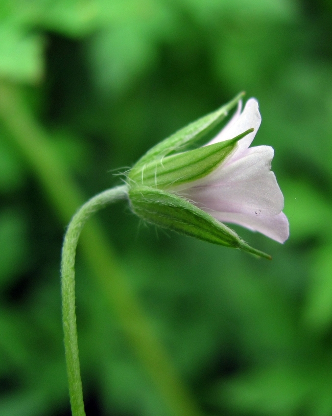 Image of Geranium sibiricum specimen.