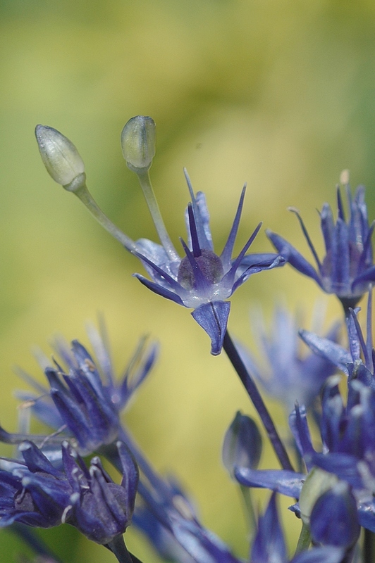 Image of Allium caeruleum specimen.