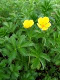 Potentilla anserina подвид groenlandica. Цветки и листья. Кольский п-ов, Восточный Мурман, Дальние Зеленцы, кутовая часть губы Ярнышная, супралитораль. 17.07.2011.