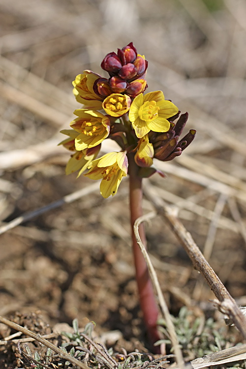 Image of Gymnospermium alberti specimen.