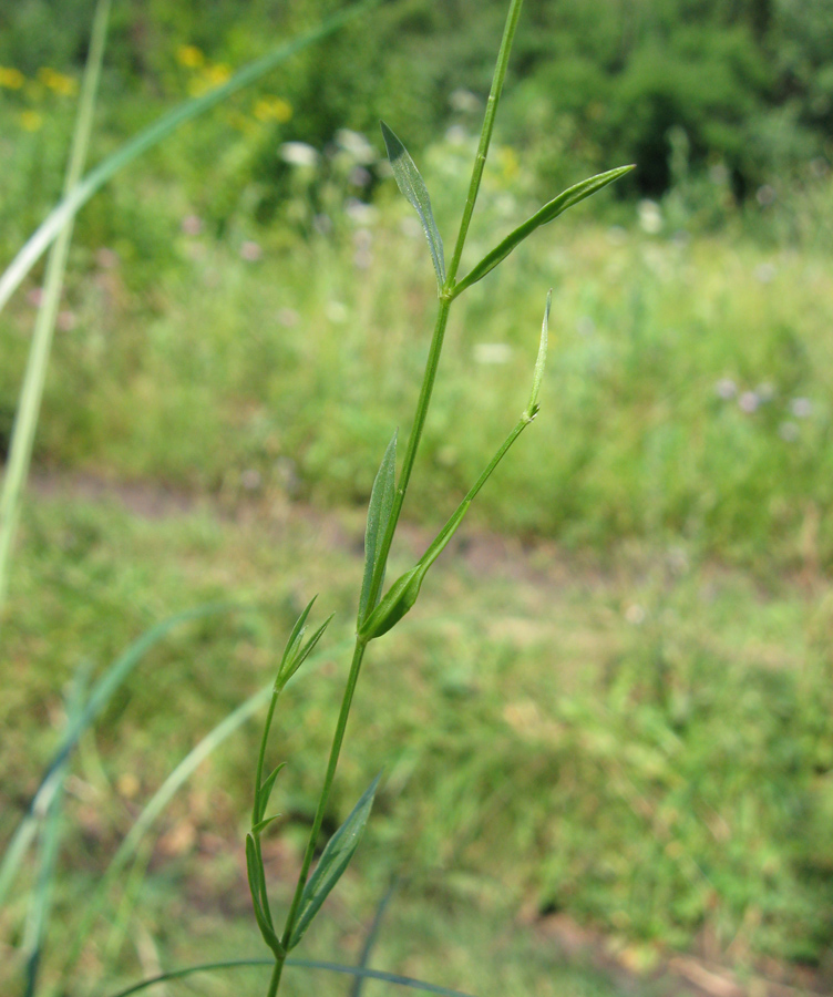 Image of Stellaria graminea specimen.