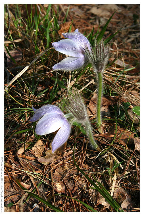 Image of Pulsatilla patens specimen.