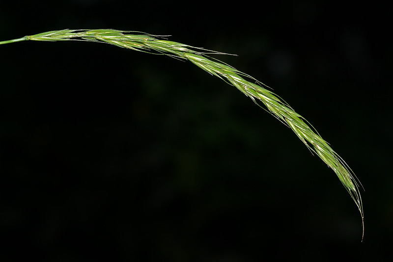 Image of Elymus caninus specimen.