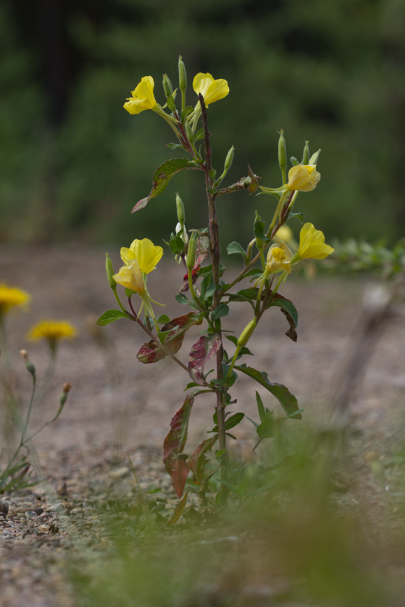 Изображение особи Oenothera rubricaulis.