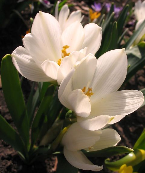 Изображение особи Sternbergia candida.