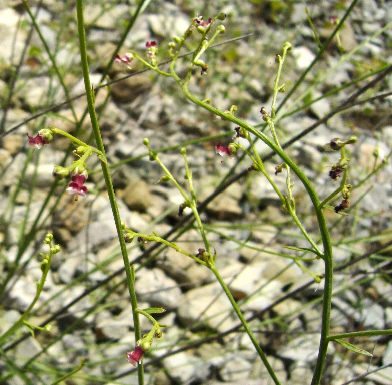 Image of Scrophularia scoparia specimen.