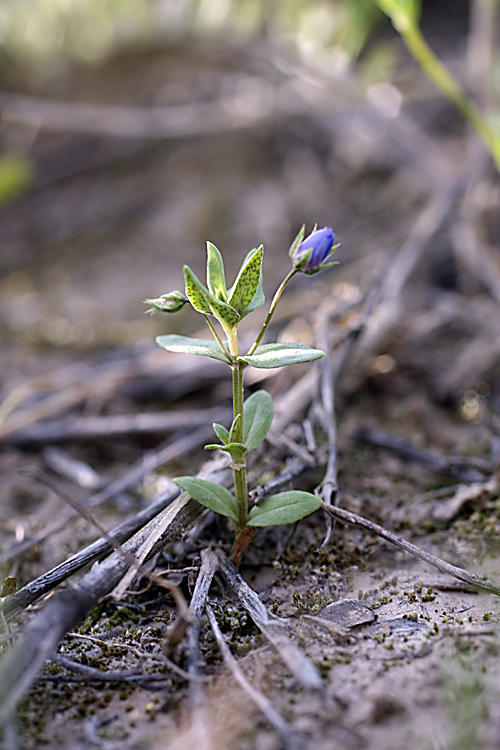 Image of Anagallis foemina specimen.