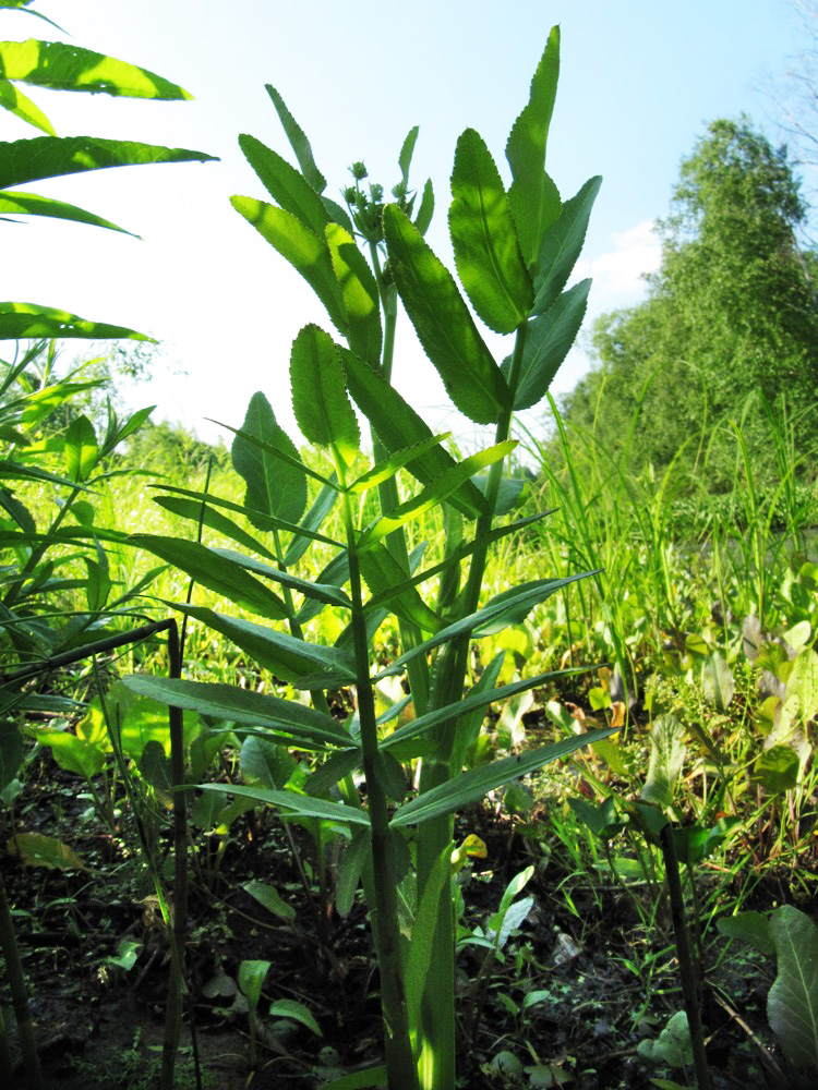 Изображение особи Sium latifolium.