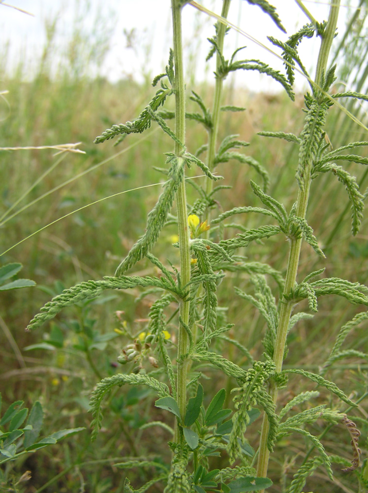 Изображение особи Achillea setacea.