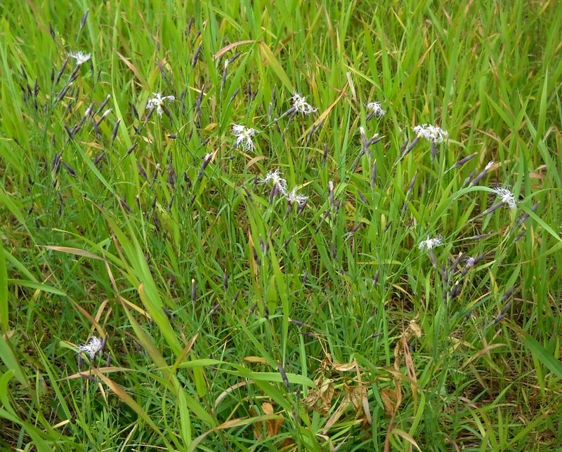 Изображение особи Dianthus superbus.