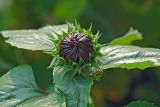 Helianthus annuus