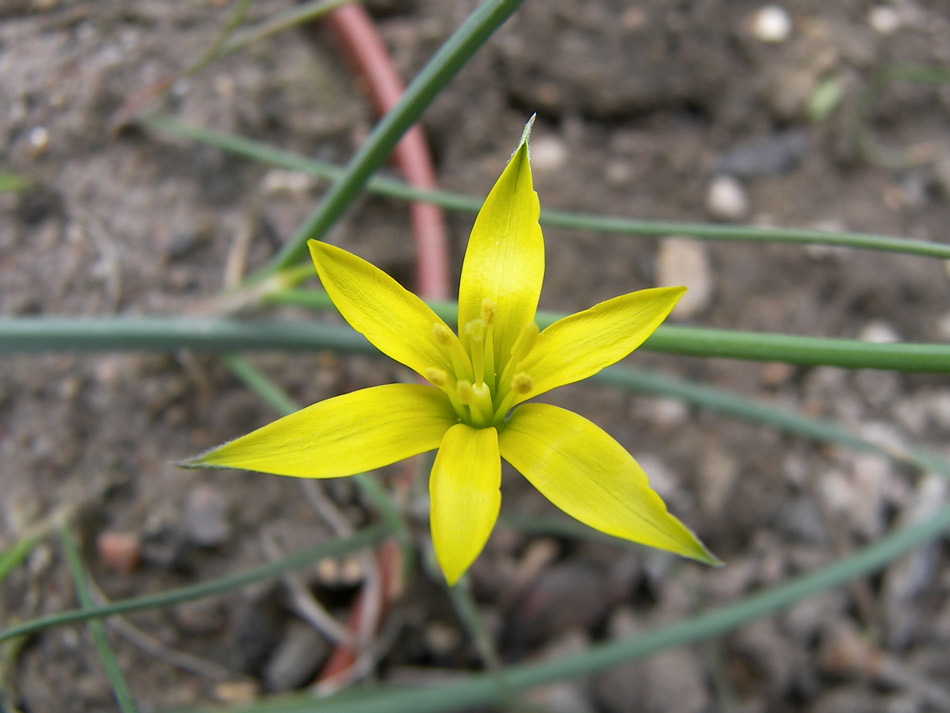 Image of Gagea alexeenkoana specimen.