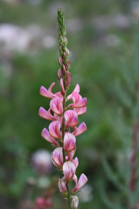 Изображение особи Onobrychis inermis.