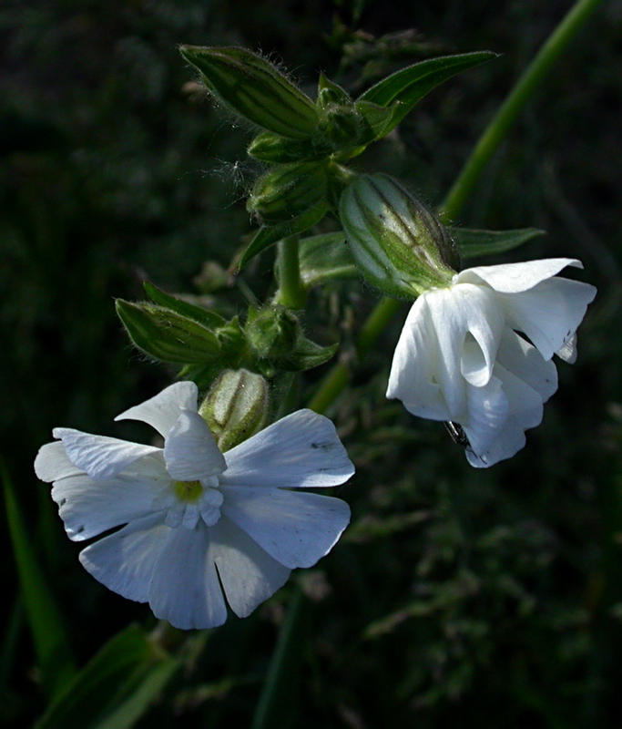 Image of Melandrium album specimen.