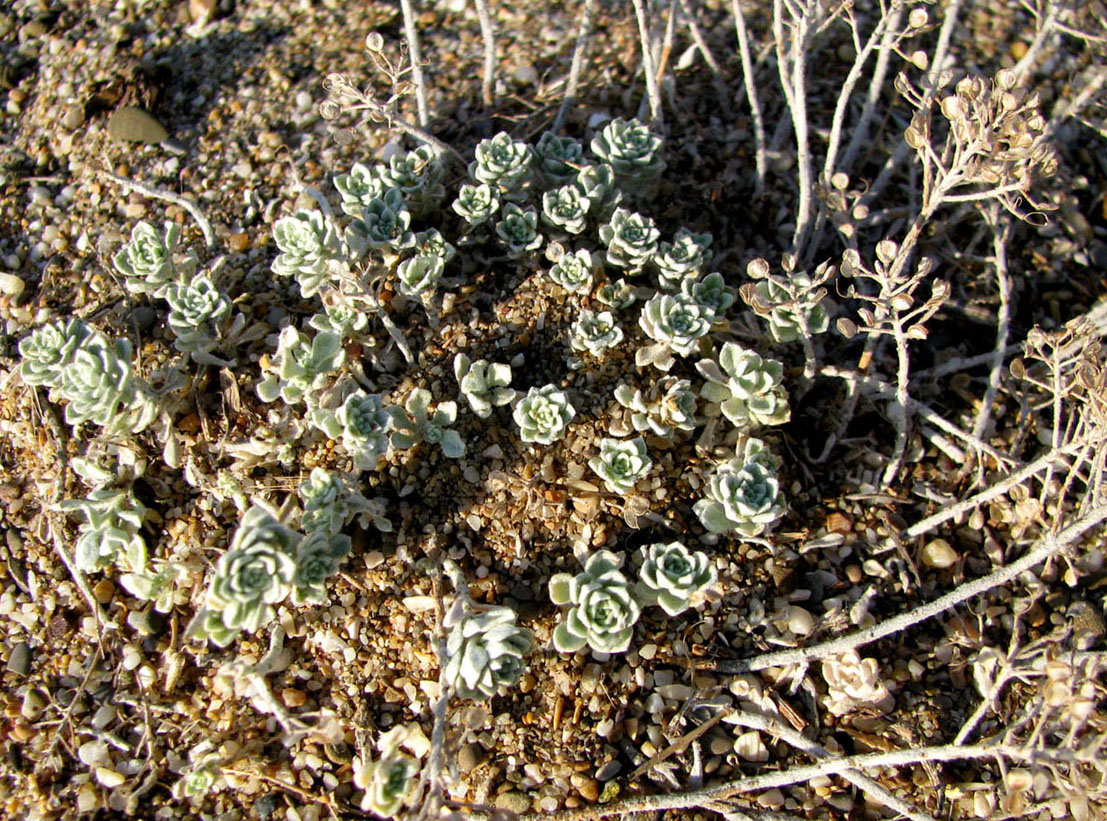 Image of Odontarrhena borzaeana specimen.