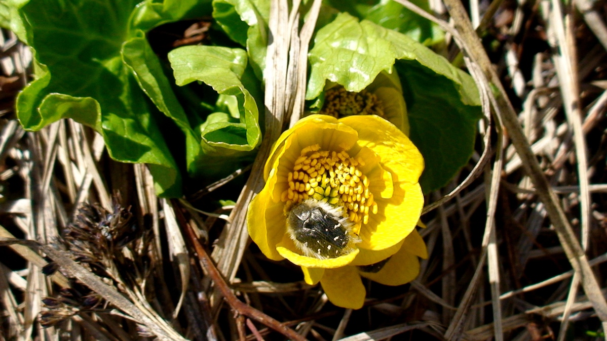 Image of Caltha polypetala specimen.