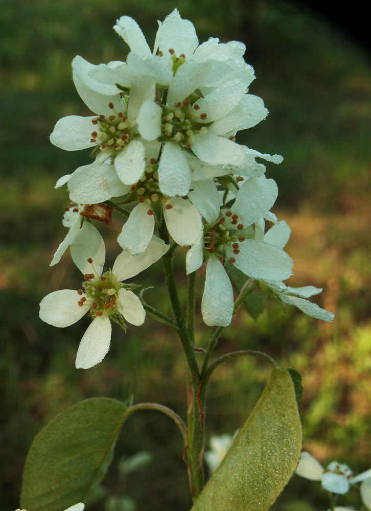 Image of Amelanchier spicata specimen.