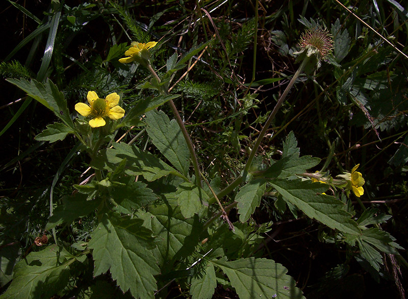 Изображение особи Geum aleppicum.