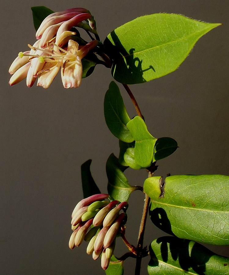 Image of Lonicera acuminata specimen.