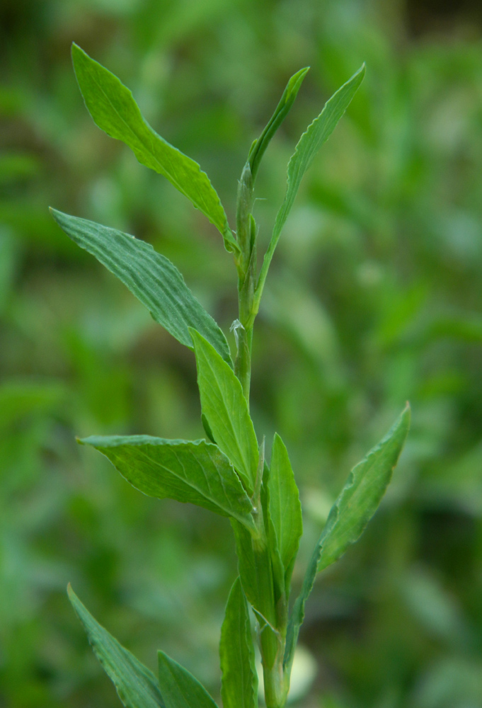 Image of genus Polygonum specimen.