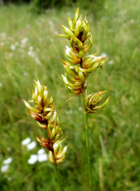 Image of Carex spicata specimen.