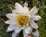 Nymphaea candida