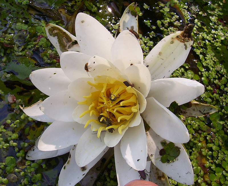 Image of Nymphaea candida specimen.