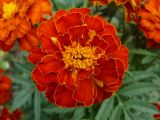 Tagetes patula