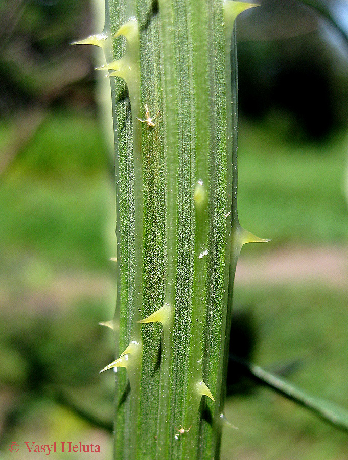 Изображение особи Dipsacus fullonum.