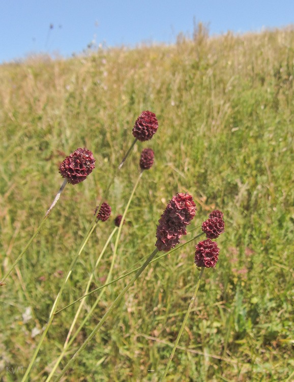 Изображение особи Sanguisorba officinalis.