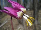 Erythronium sibiricum