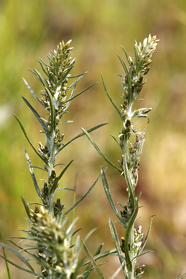 Изображение особи Omalotheca sylvatica.