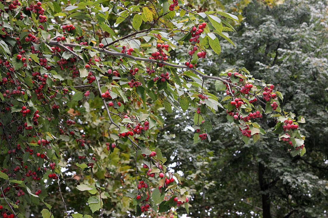 Изображение особи Crataegus lauta.