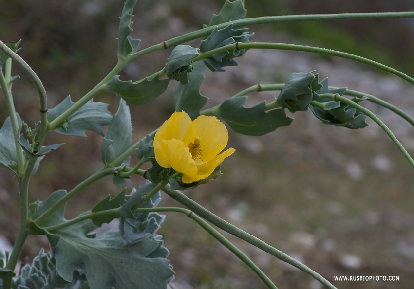 Image of Glaucium flavum specimen.