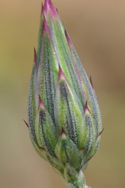 Изображение особи Crupina crupinastrum.