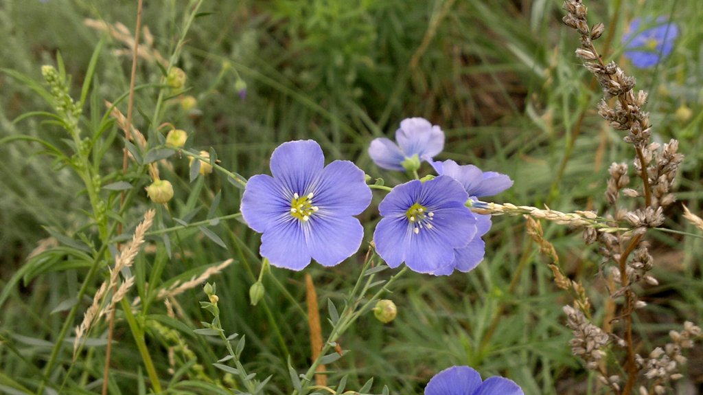 Изображение особи Linum baicalense.