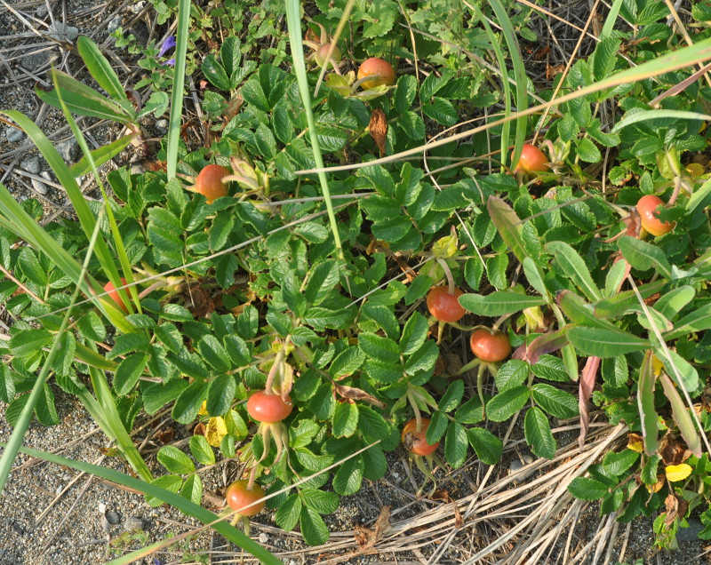 Image of Rosa rugosa specimen.