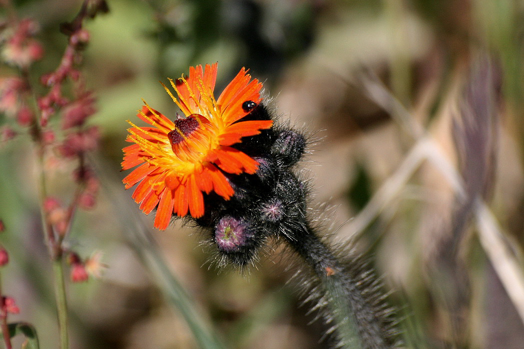 Image of Pilosella aurantiaca specimen.