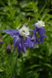 Aquilegia olympica