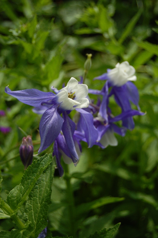 Изображение особи Aquilegia olympica.