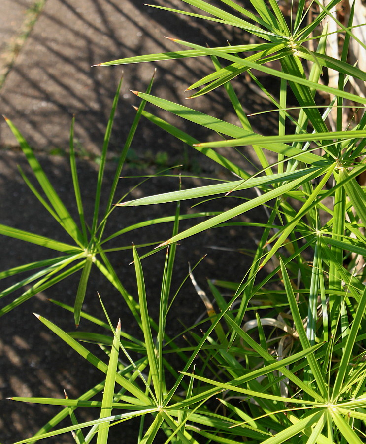 Изображение особи Cyperus involucratus.