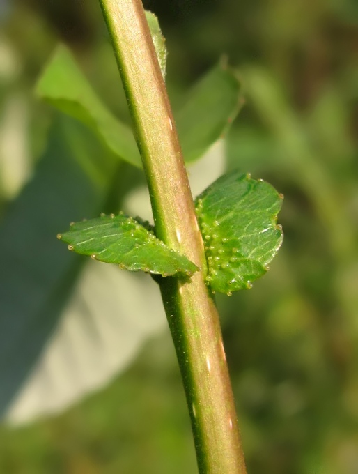 Изображение особи Salix triandra.