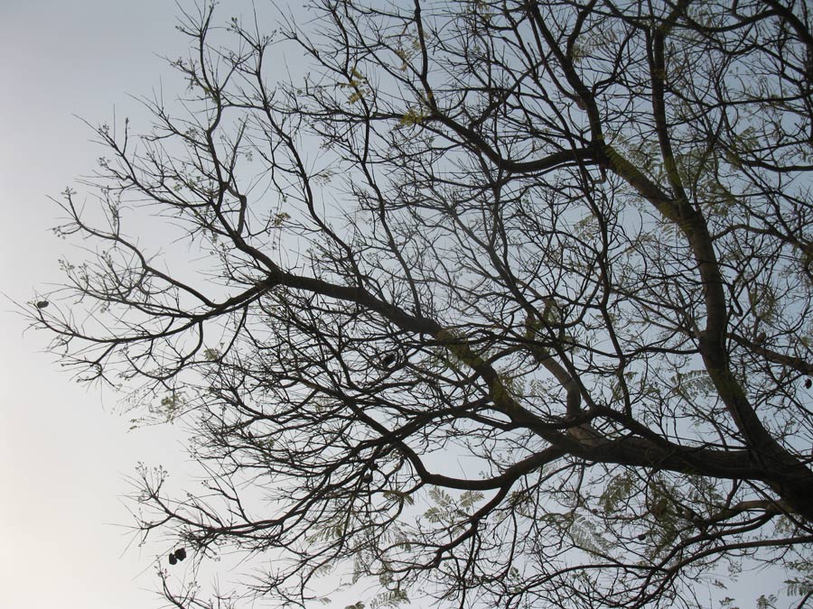 Image of Jacaranda mimosifolia specimen.