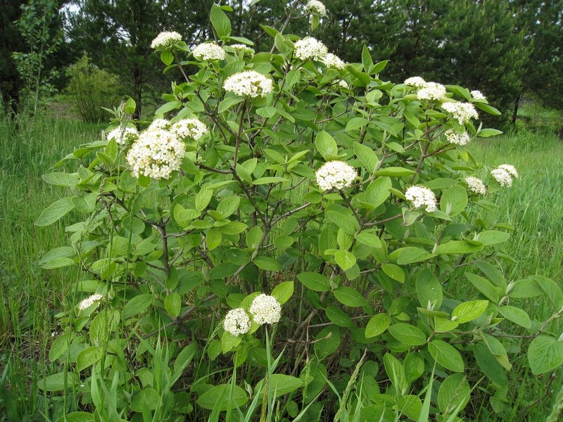 Image of Viburnum lantana specimen.