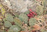 Opuntia humifusa. Плодоносящее растение. Черноморское побережье Кавказа, Геленджикский район, близ мыса Пенай, арчевник. 3 января 2013 г.