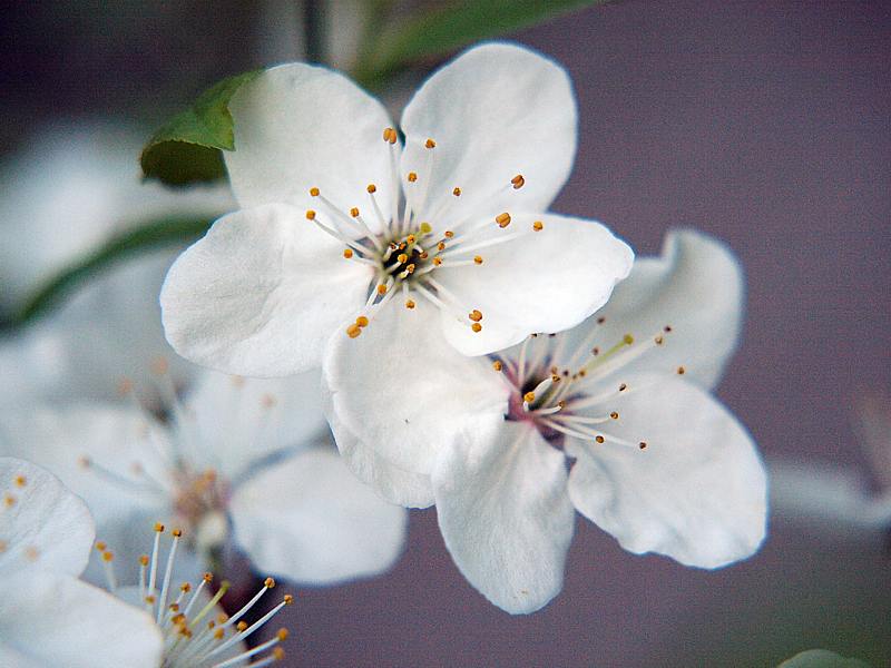 Image of Prunus cerasifera specimen.