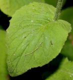 Doronicum pardalianches. Лист. Германия, г. Krefeld, Ботанический сад. 08.06.2013.