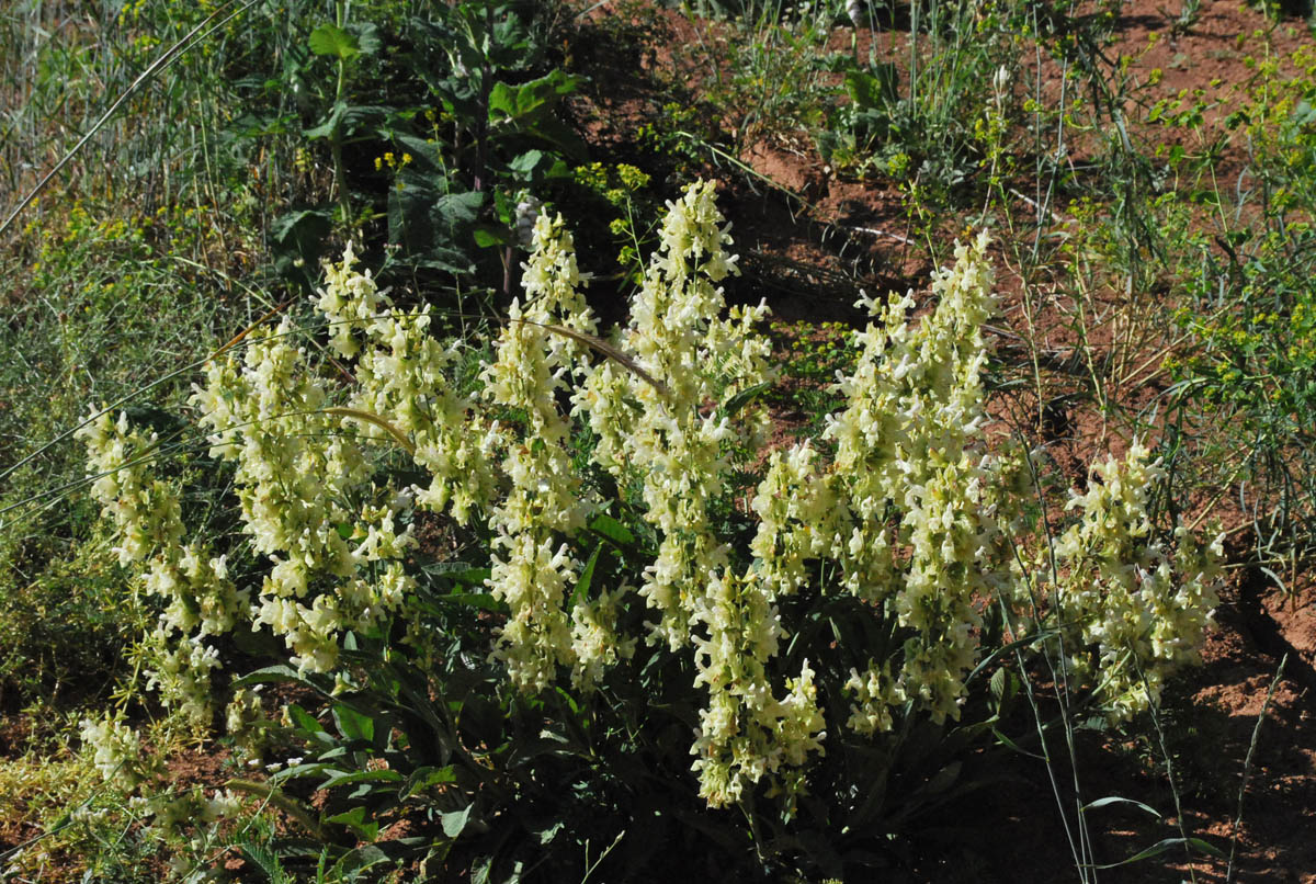 Image of Salvia korolkowii specimen.